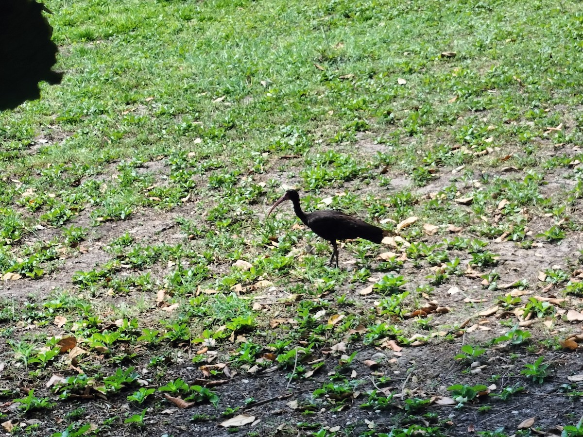 Ibis Afeitado - ML643422174