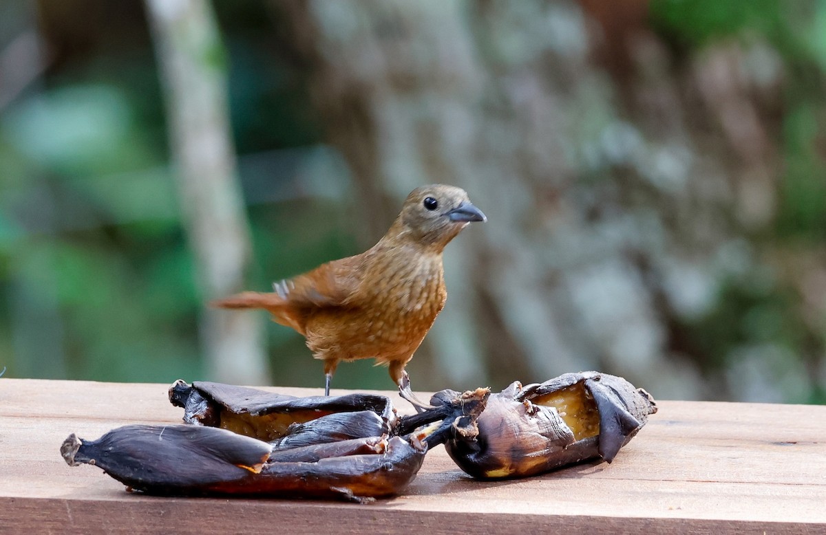 Ruby-crowned Tanager - ML643422175