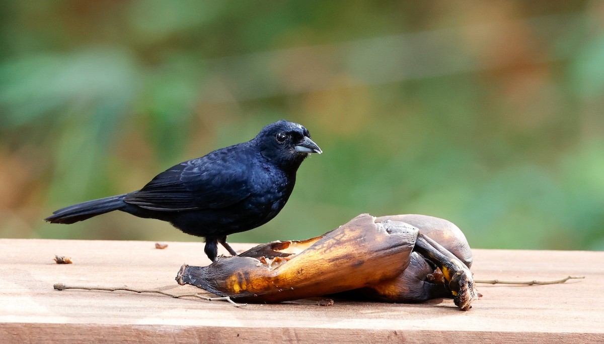 Ruby-crowned Tanager - ML643422176