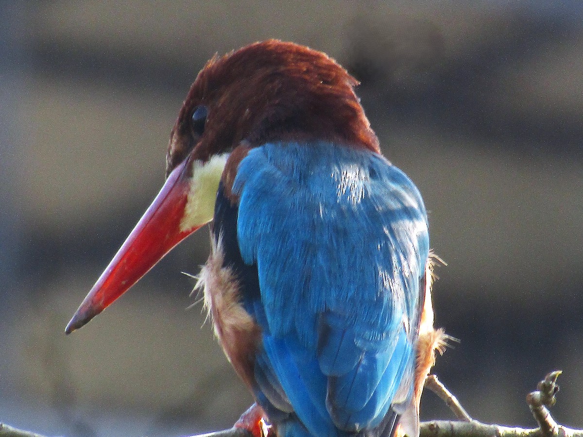 White-throated Kingfisher - ML643422177