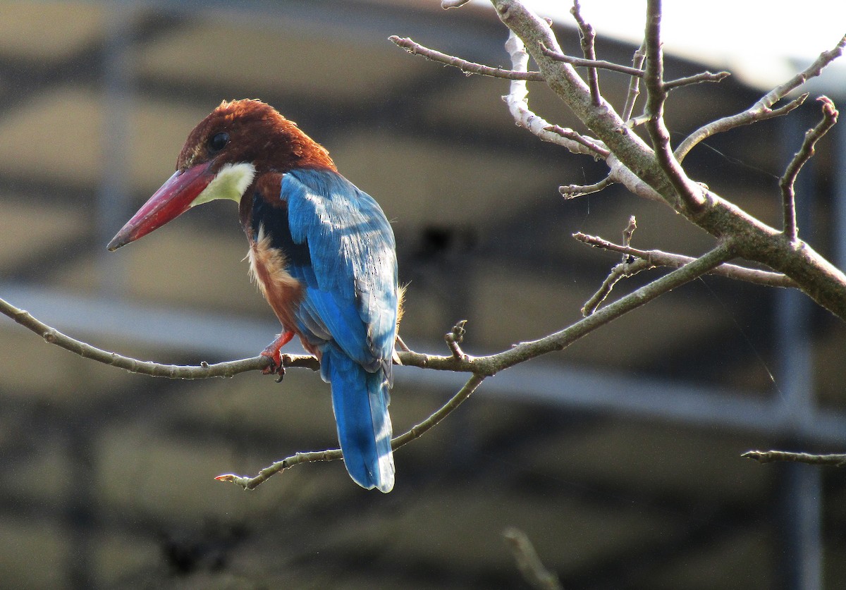 White-throated Kingfisher - ML643422178
