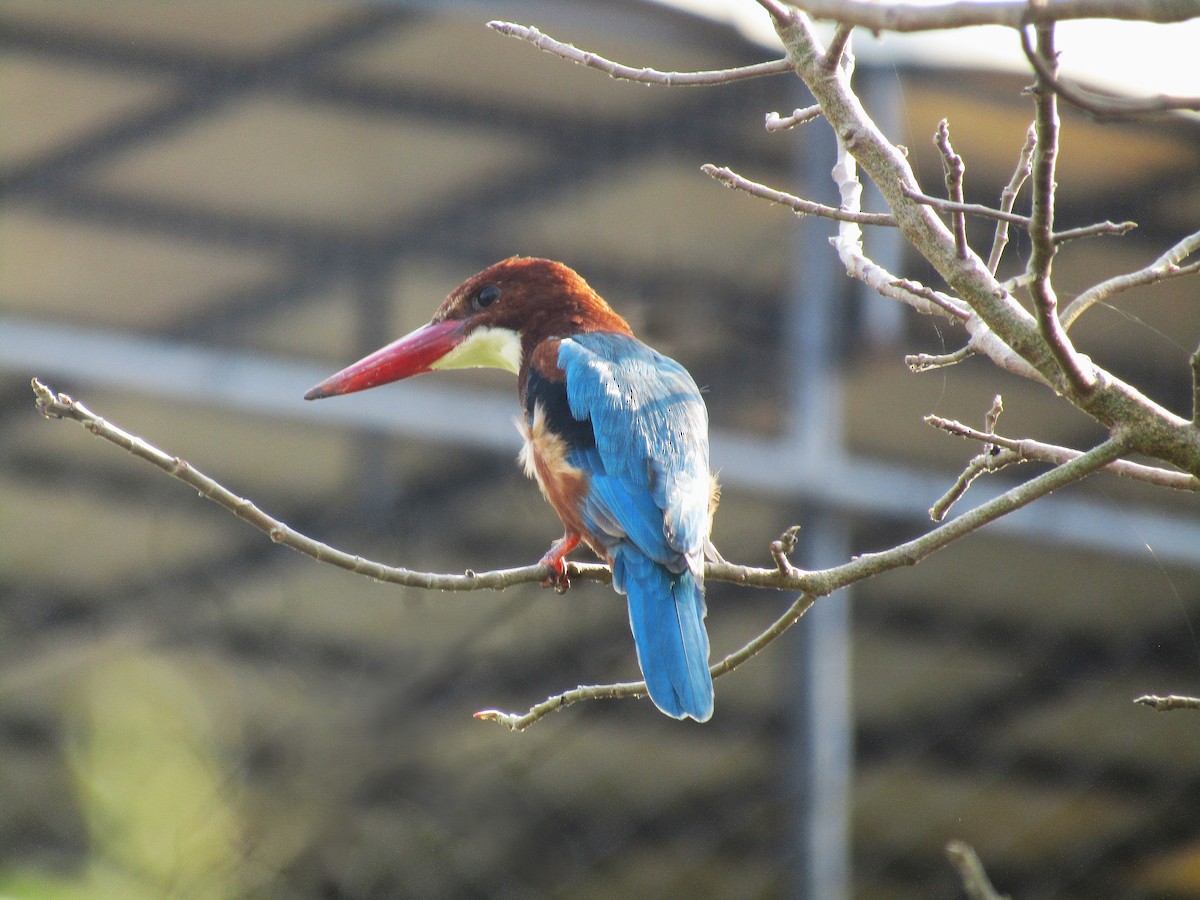 White-throated Kingfisher - ML643422179