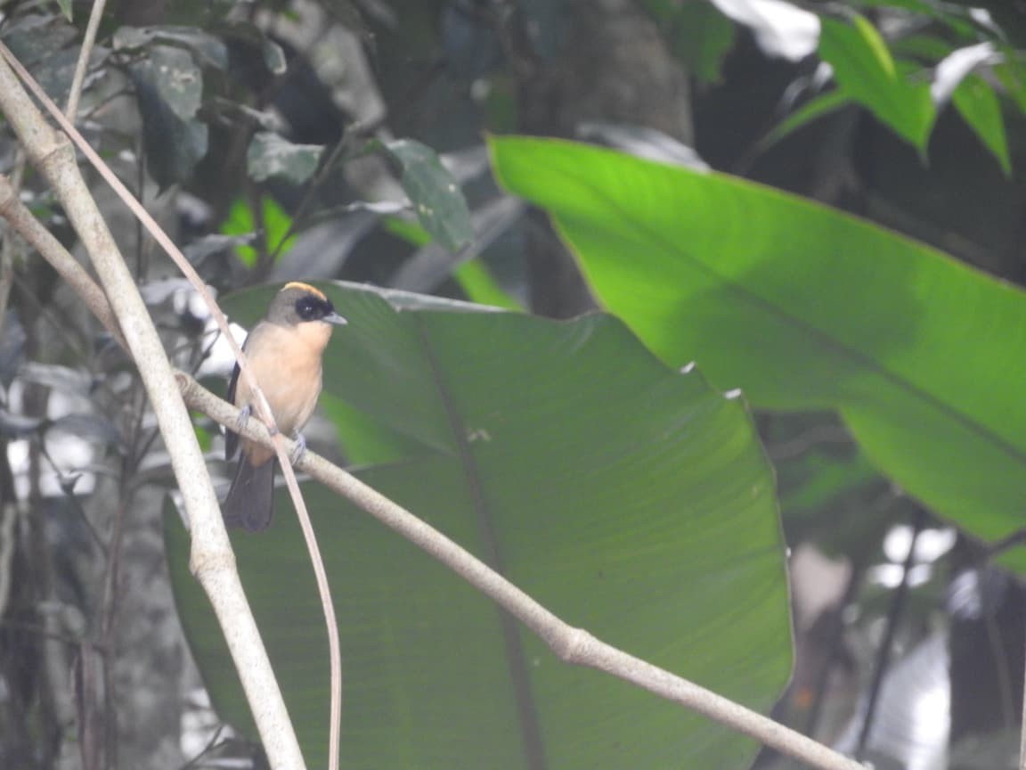 Black-goggled Tanager - ML643422190