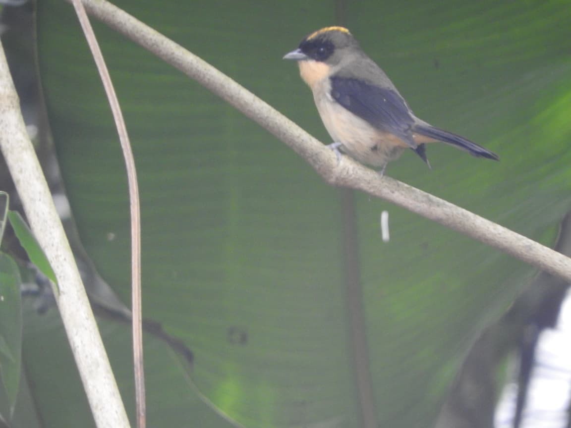 Black-goggled Tanager - ML643422191