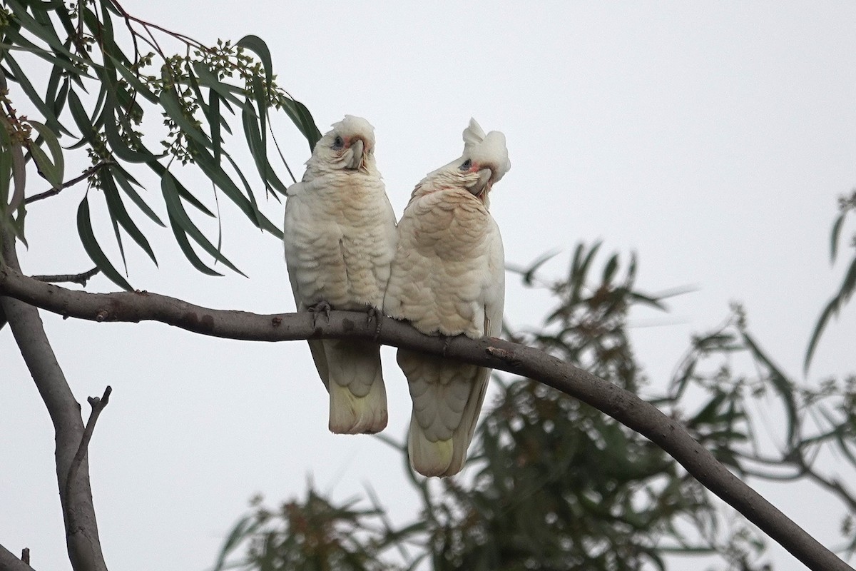 Little Corella - ML643422204