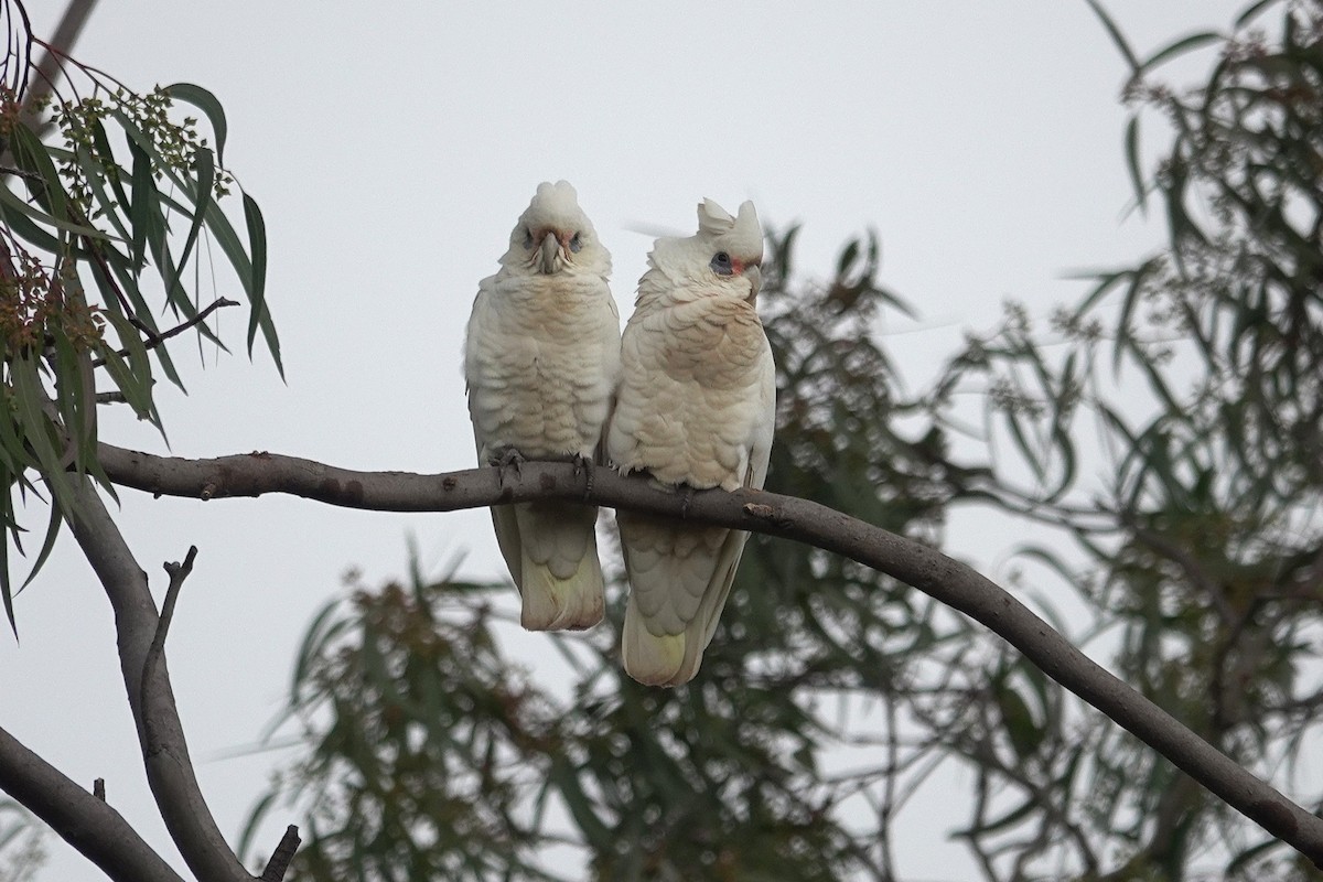 Little Corella - ML643422205