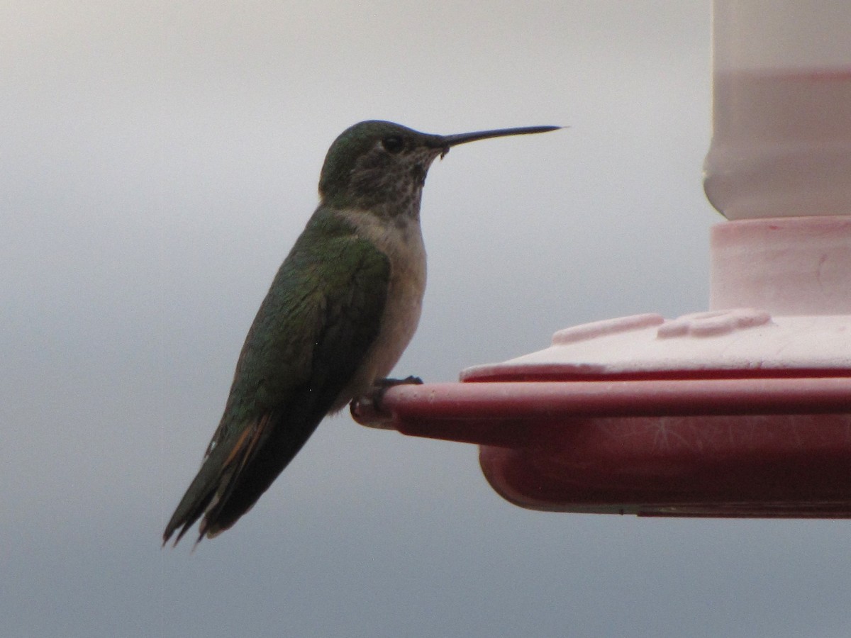 Colibrí Coliancho - ML643422253