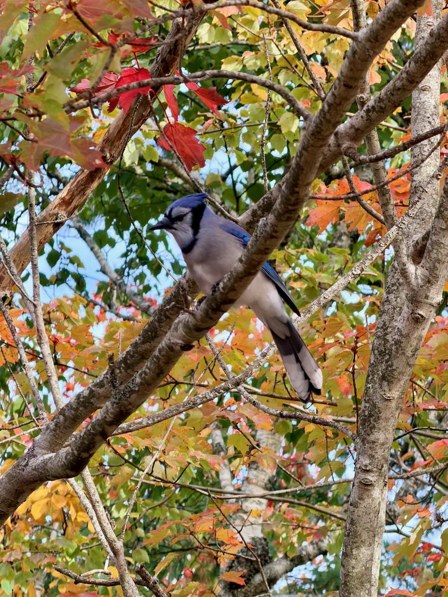 Blue Jay - ML643422260