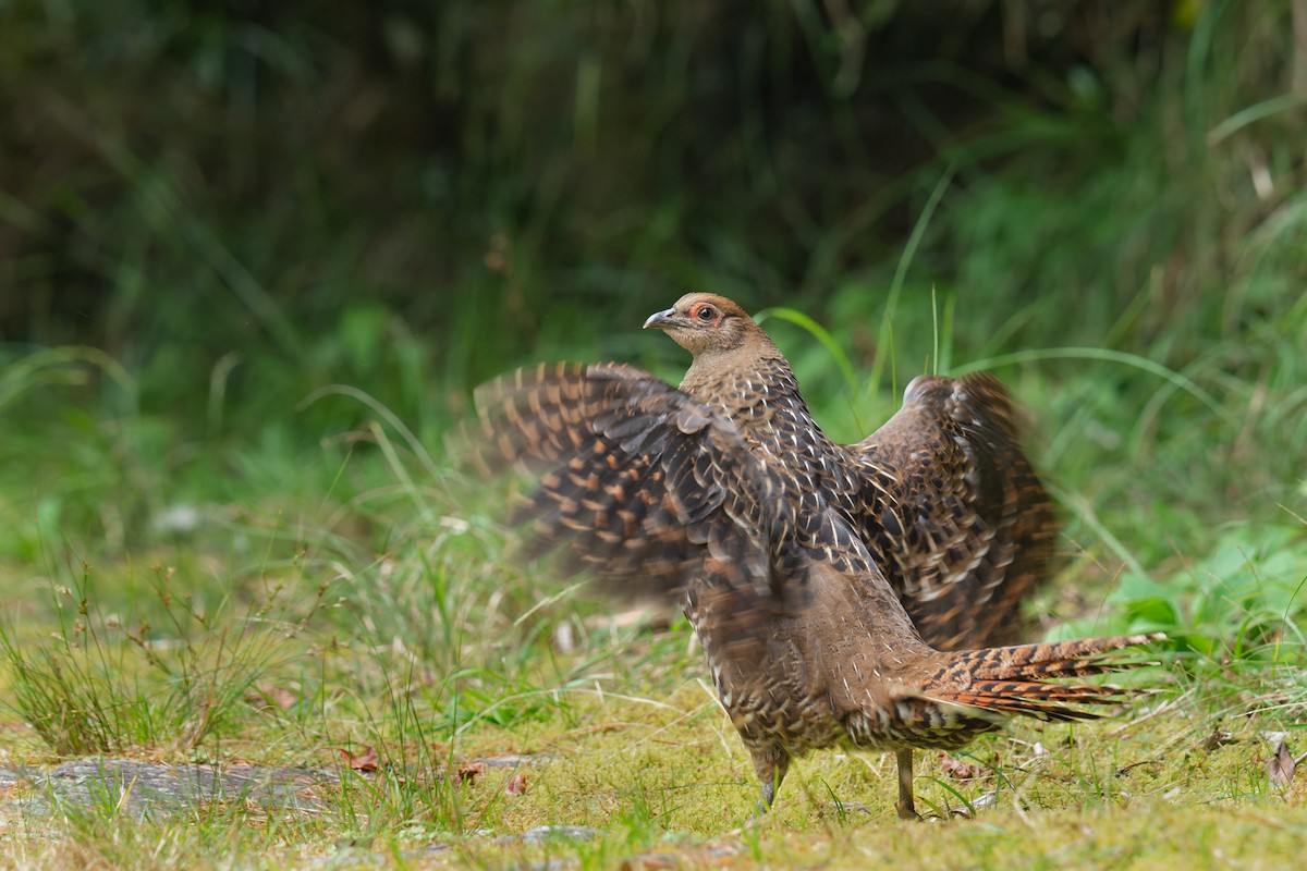 Mikado Pheasant - ML643422263