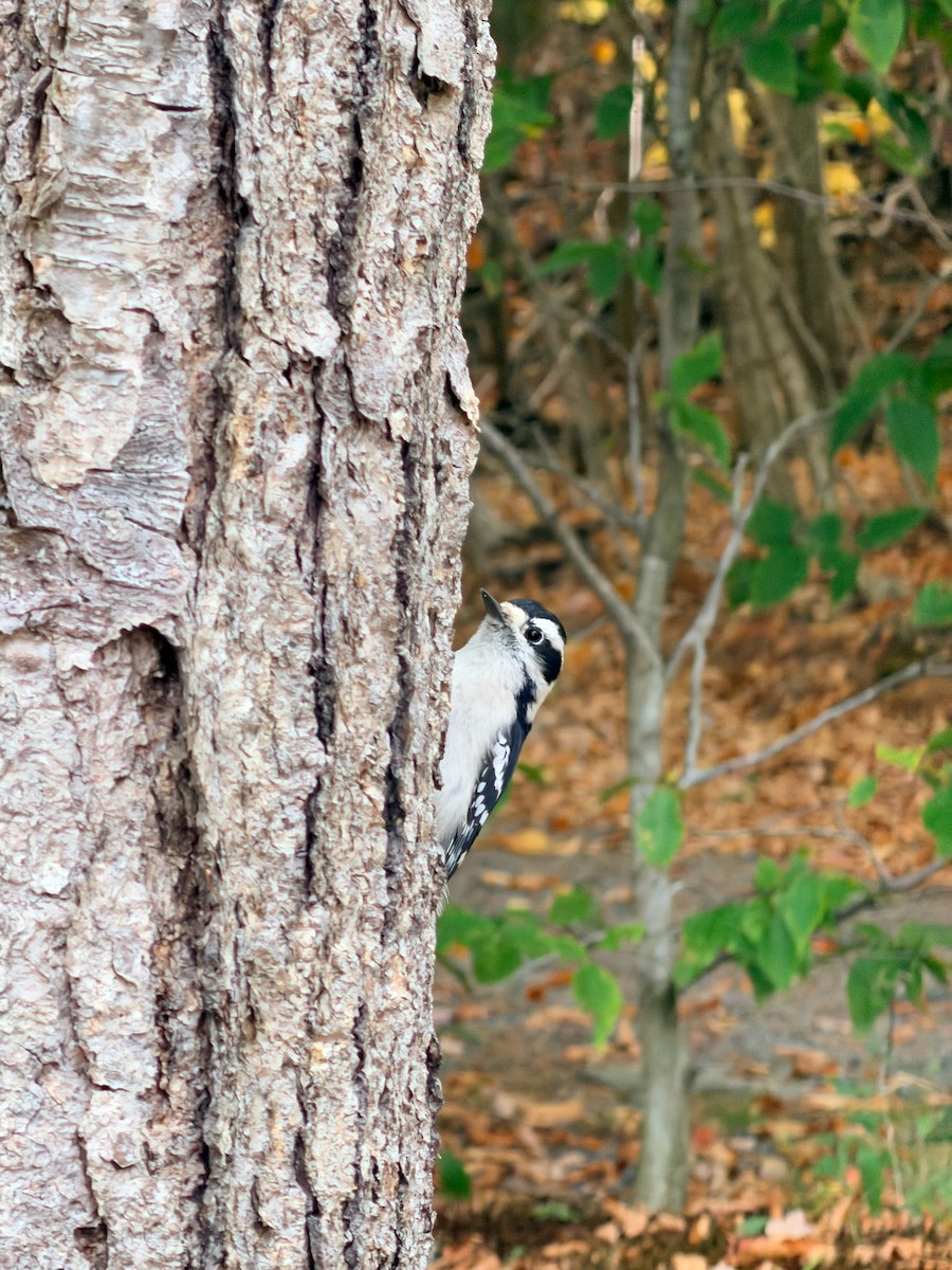 Downy Woodpecker - ML643422265