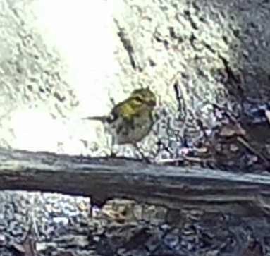 Black-throated Green Warbler - ML643422268
