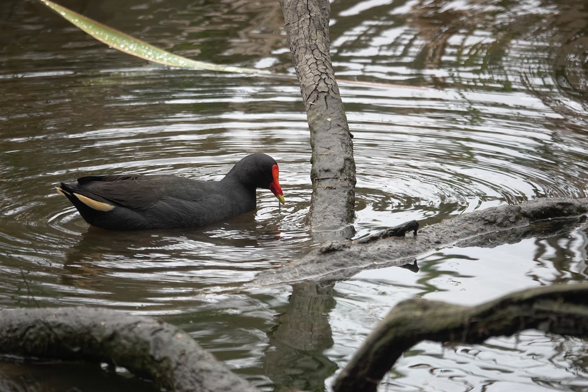 Dusky Moorhen - ML643422276