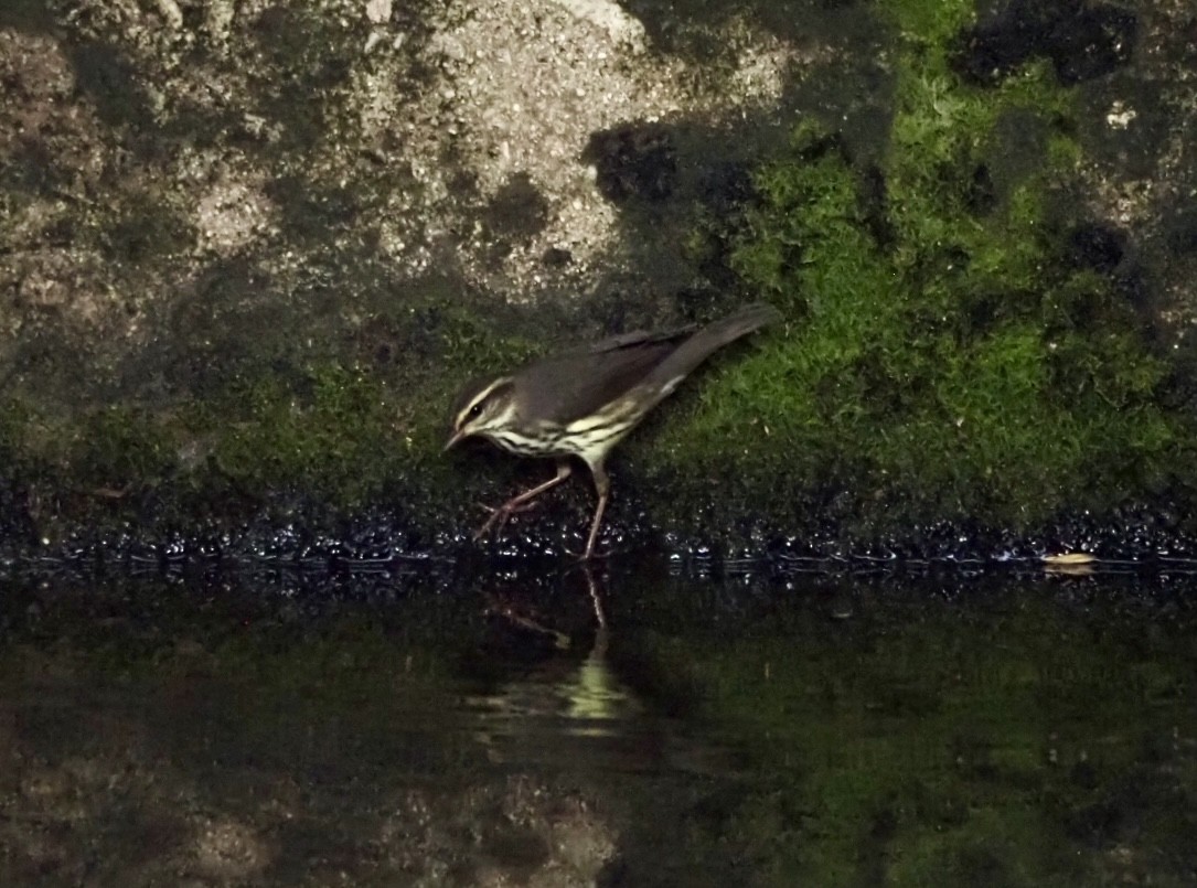 Northern Waterthrush - ML643422277