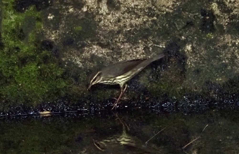 Northern Waterthrush - ML643422278