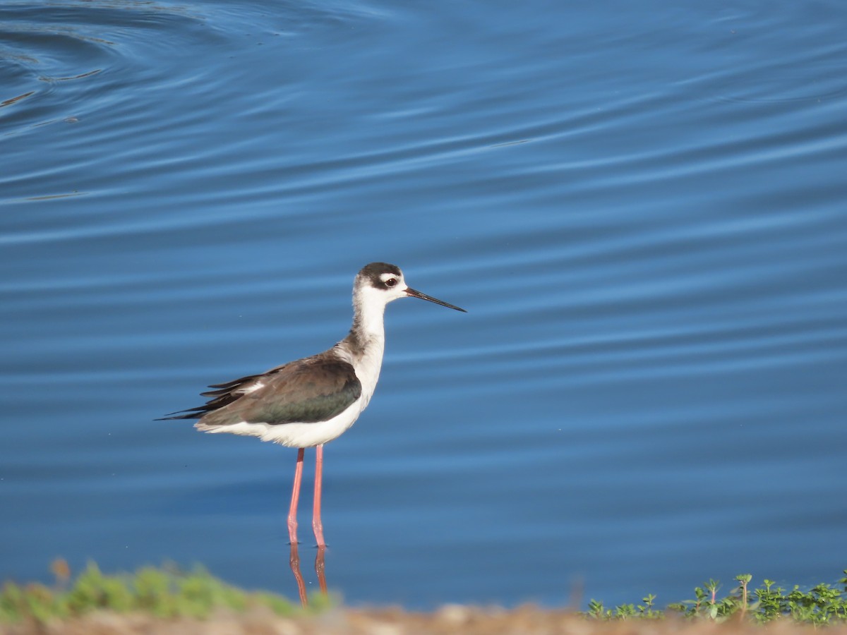 Black-necked Stilt - ML643422284