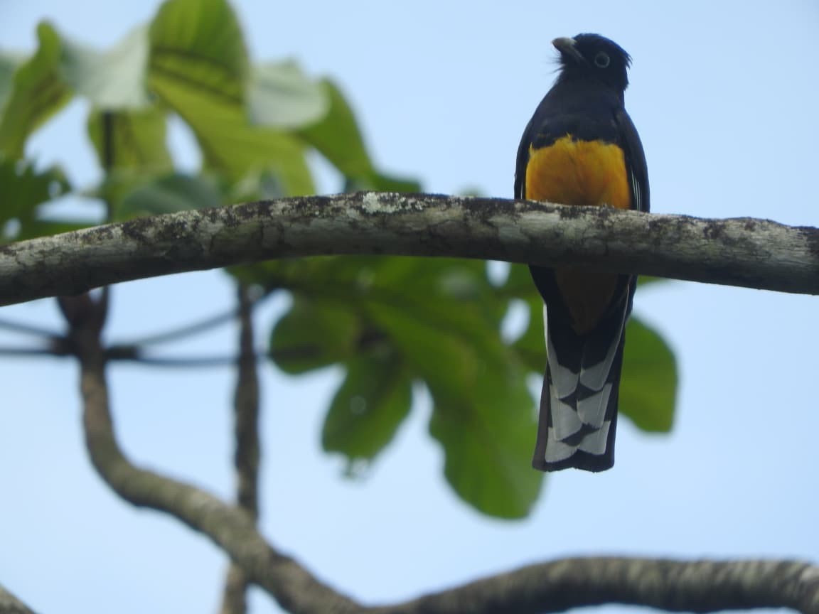 Green-backed Trogon - ML643422285