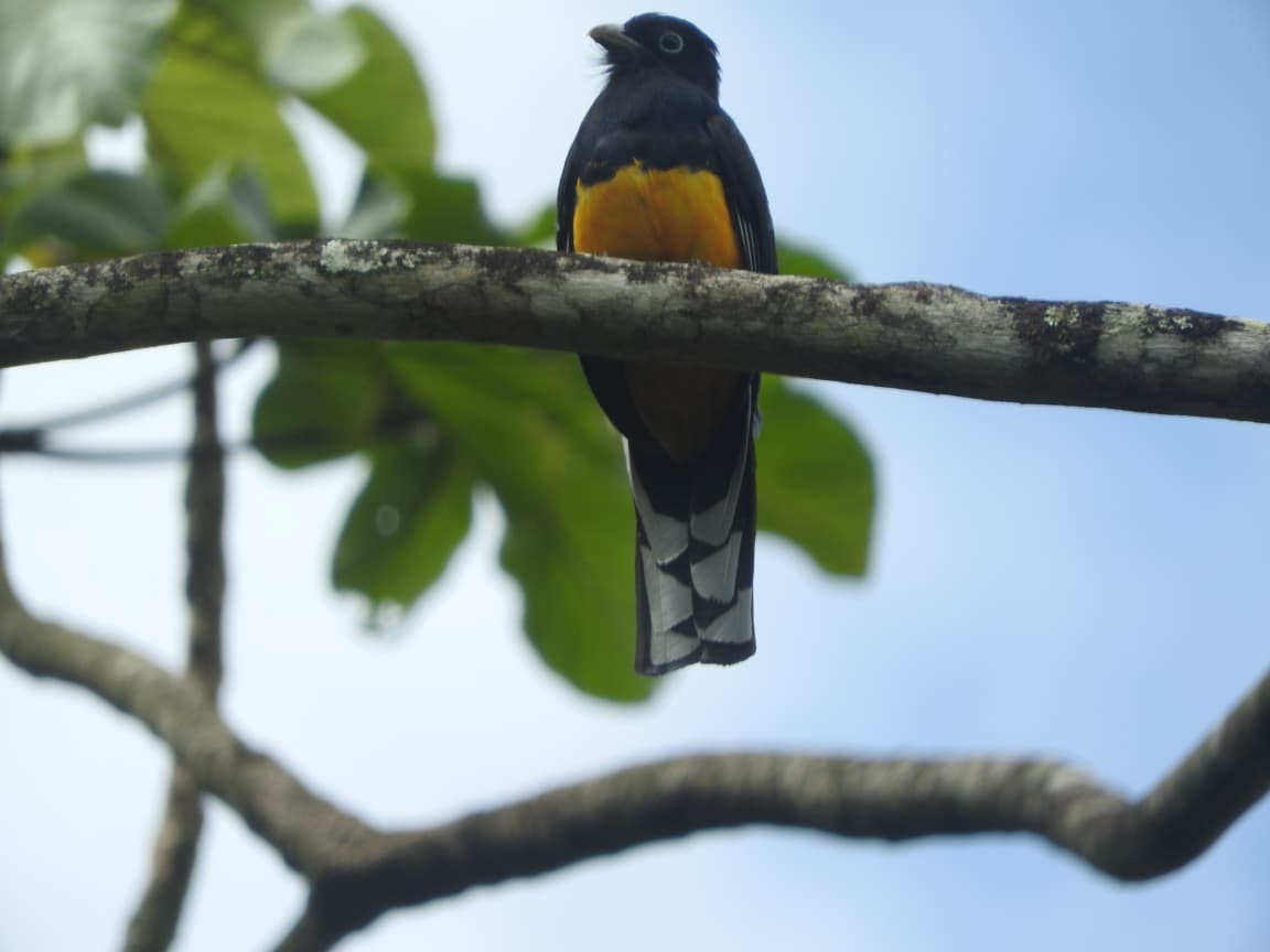 Green-backed Trogon - ML643422286