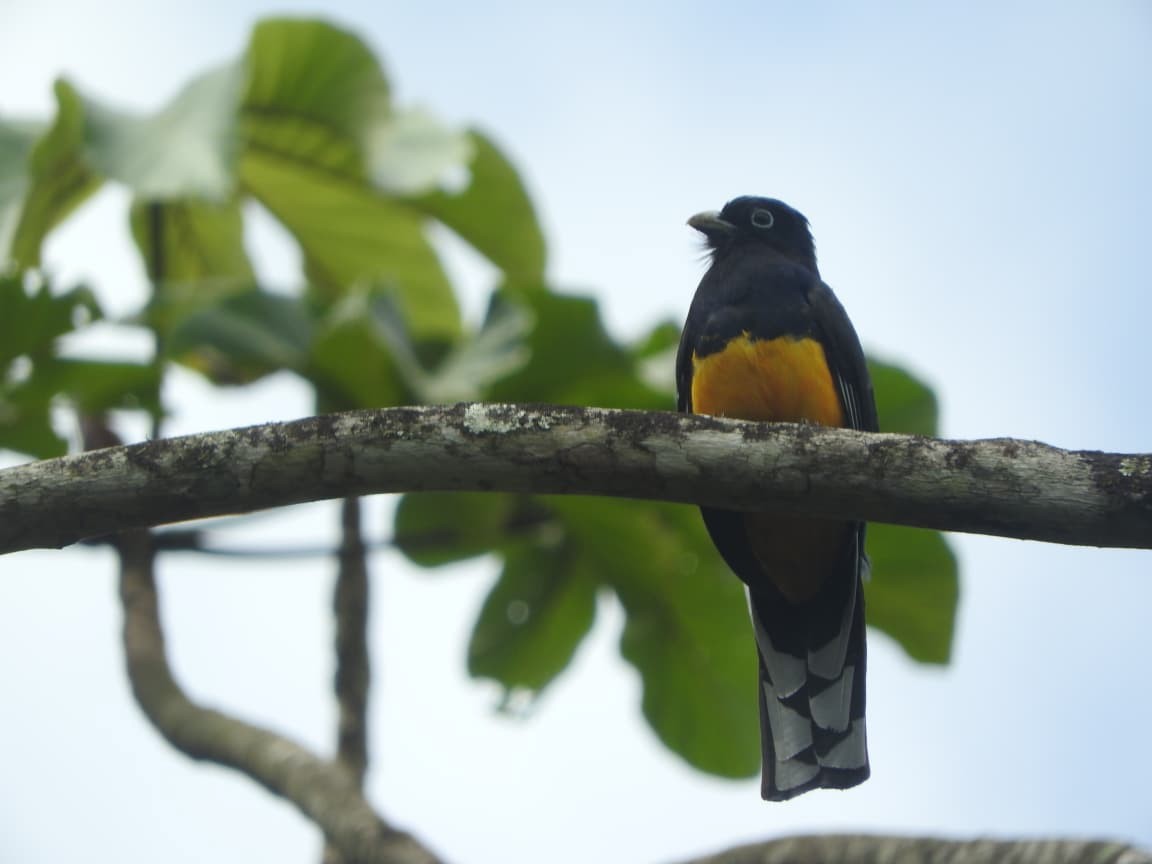 Green-backed Trogon - ML643422287