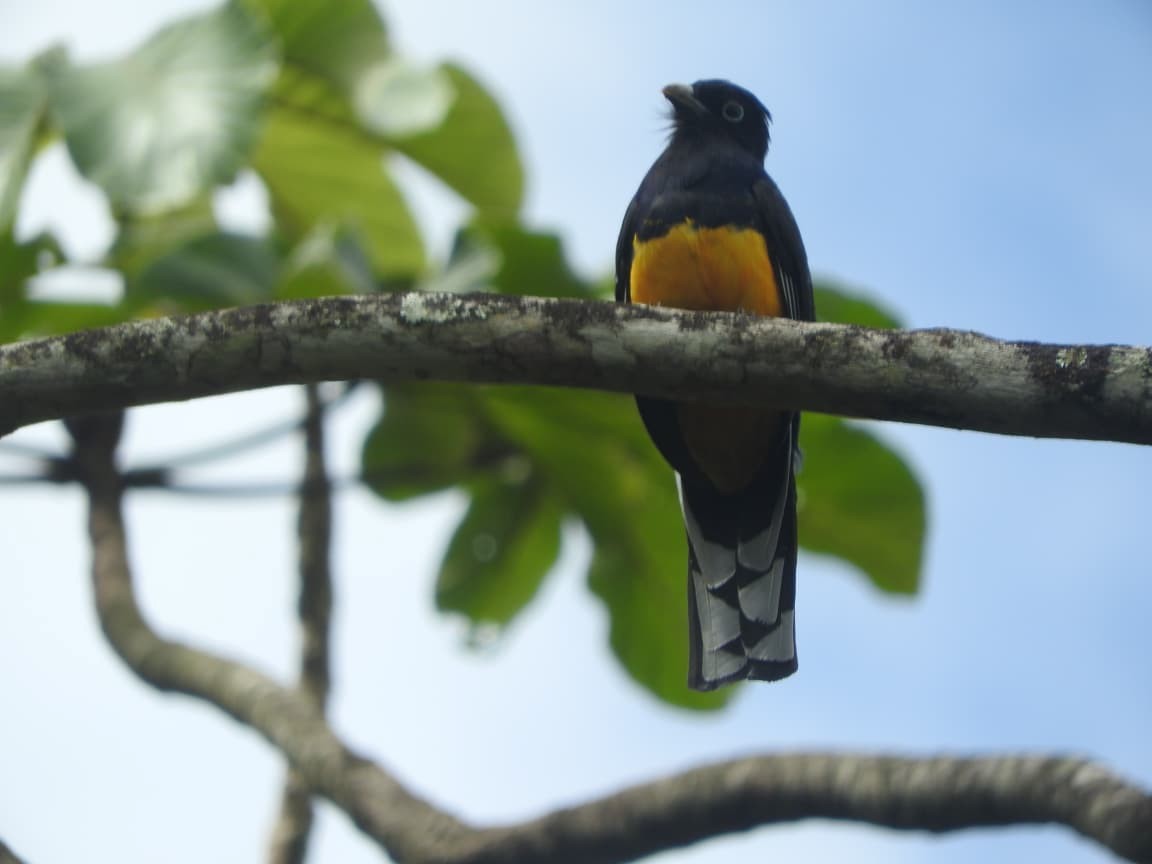 Green-backed Trogon - ML643422288