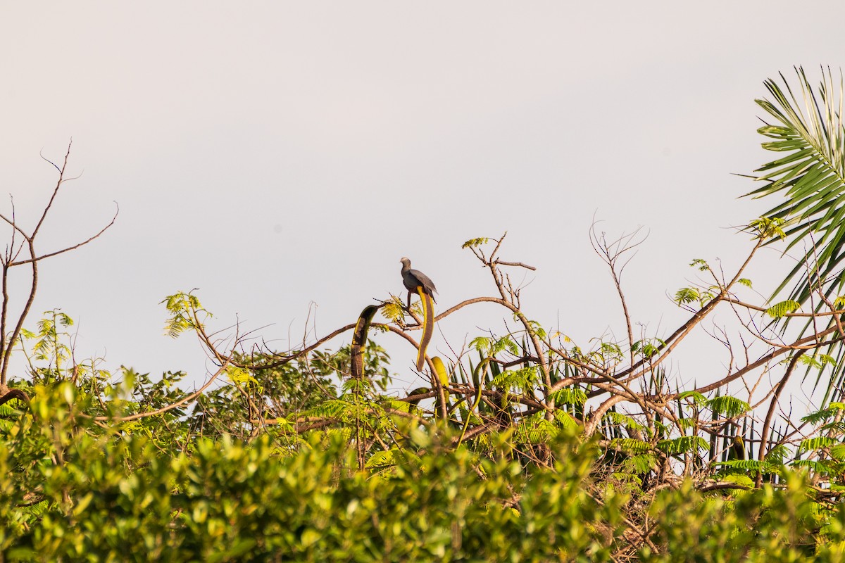 White-crowned Pigeon - ML643422291