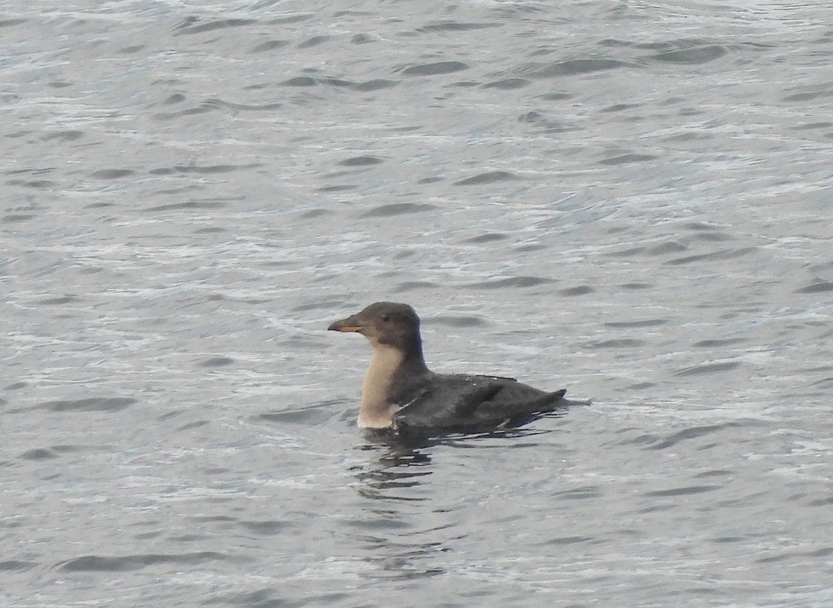 ウトウ - ML643422293