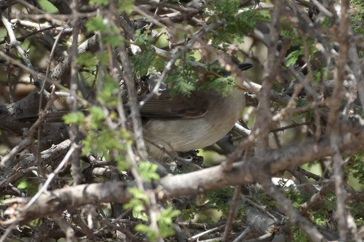 Northern Brownbul - ML643422302