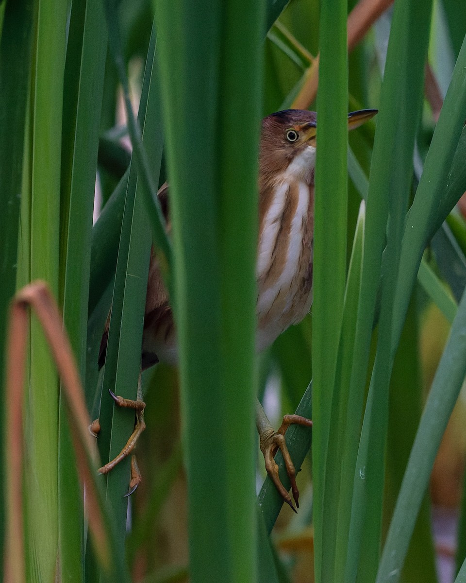 Least Bittern - ML643422307