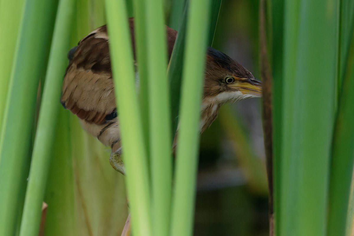 Least Bittern - ML643422308
