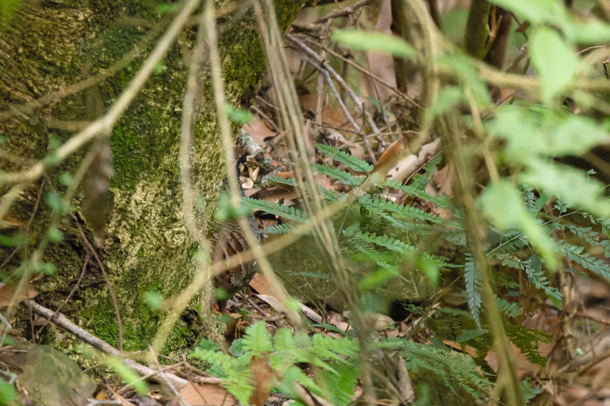 Taiwan Partridge - ML643422314