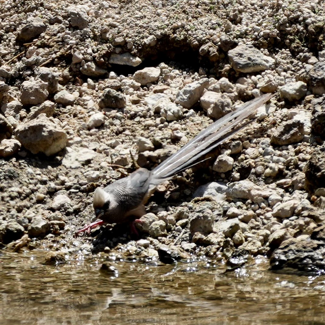 White-headed Mousebird - ML643422339