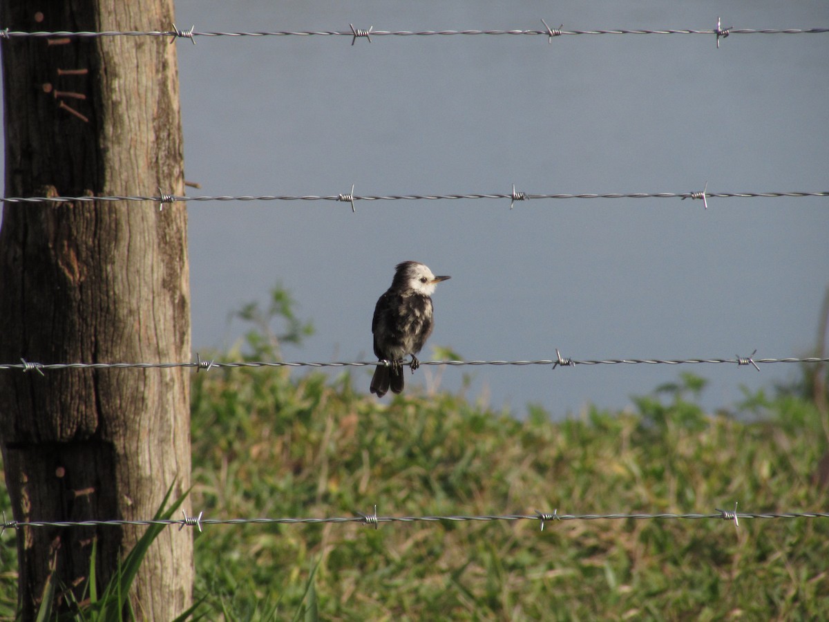 White-headed Marsh Tyrant - ML643422342