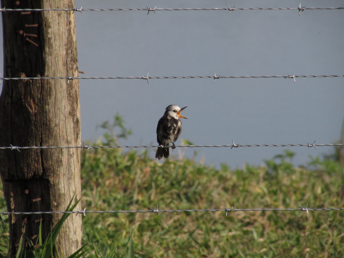 White-headed Marsh Tyrant - ML643422343