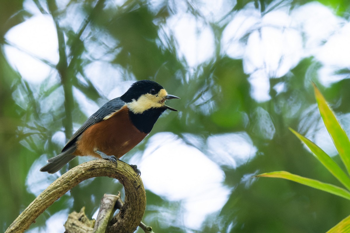 Chestnut-bellied Tit - ML643422385