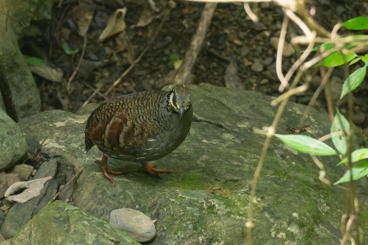 Taiwan Partridge - ML643422395
