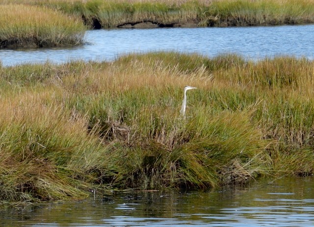 Great Blue Heron - ML643422396