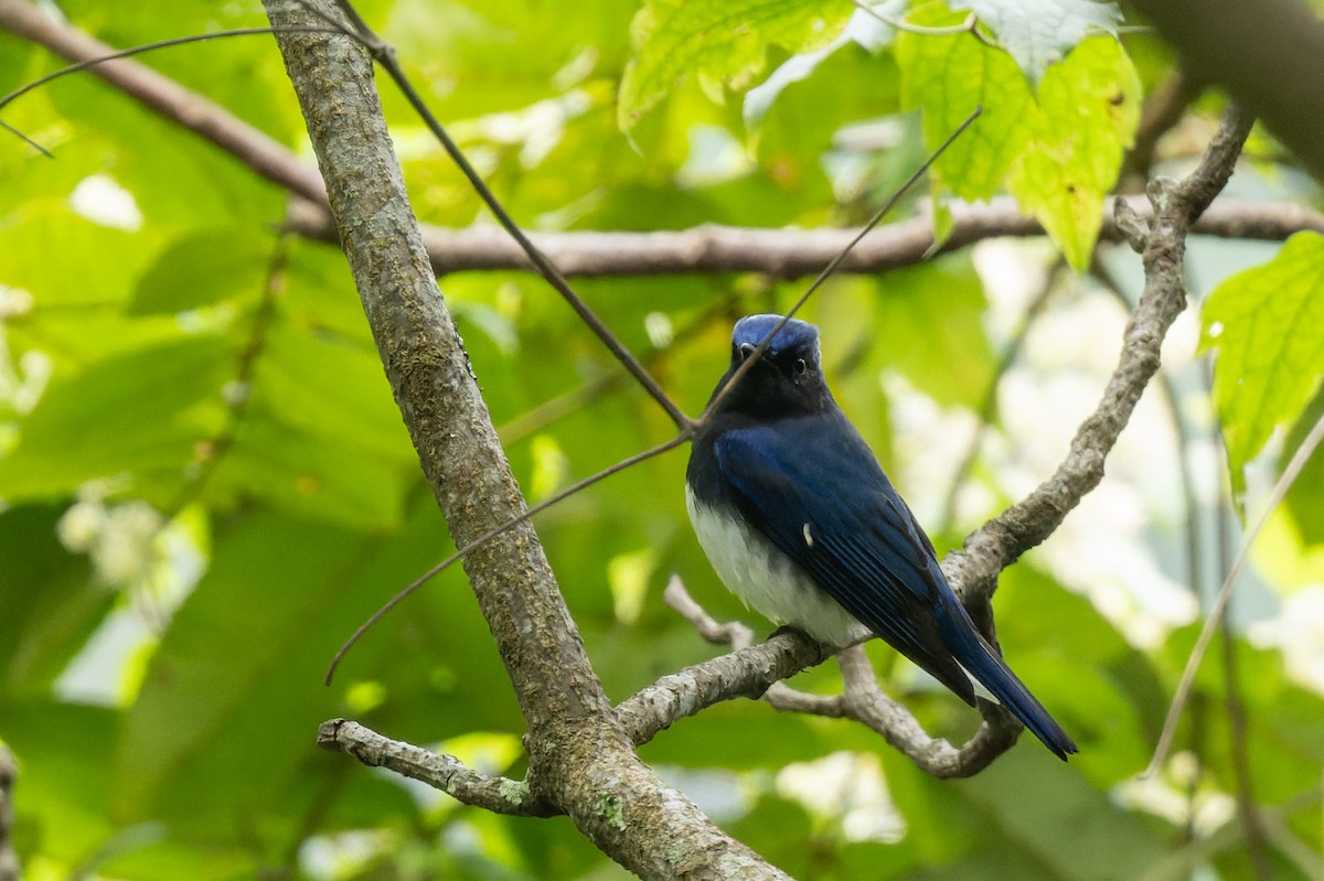 Blue-and-white Flycatcher - ML643422401