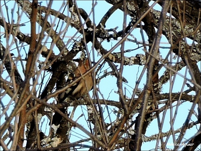Eurasian Hoopoe - ML643422421