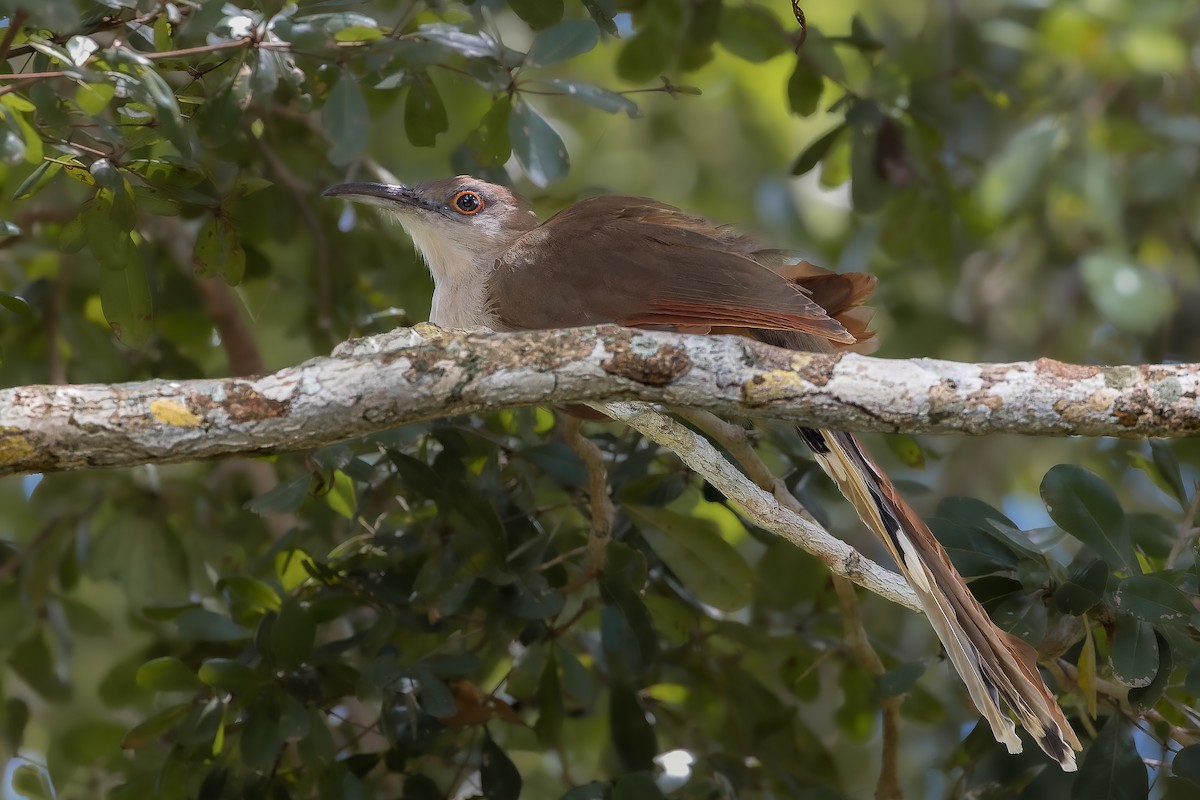Great Lizard-Cuckoo - ML643422422
