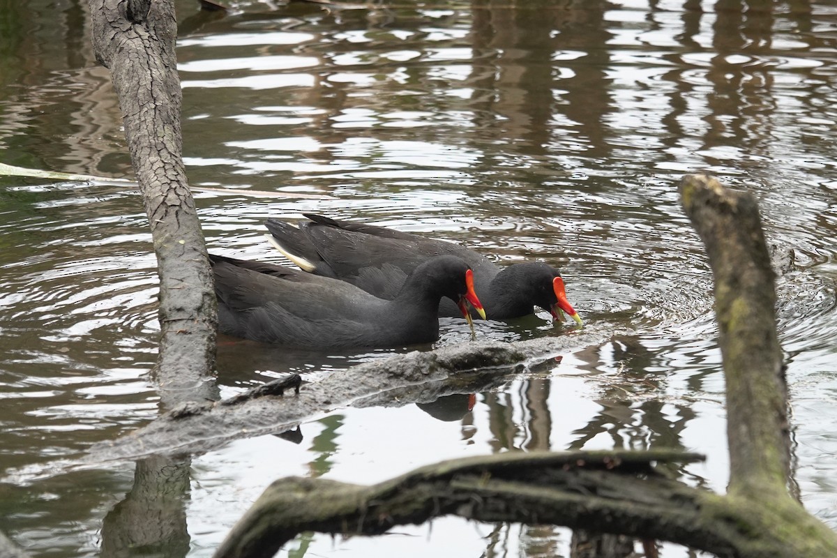 Dusky Moorhen - ML643422435
