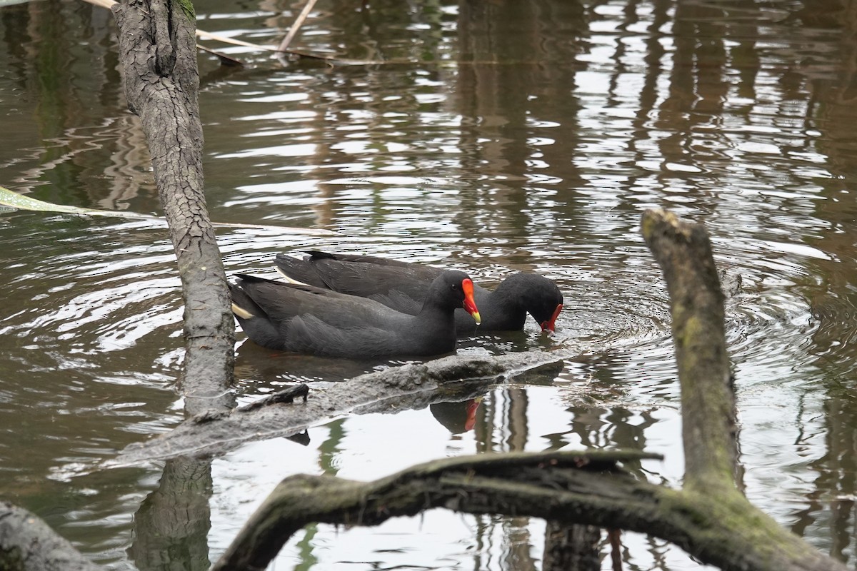 Dusky Moorhen - ML643422436
