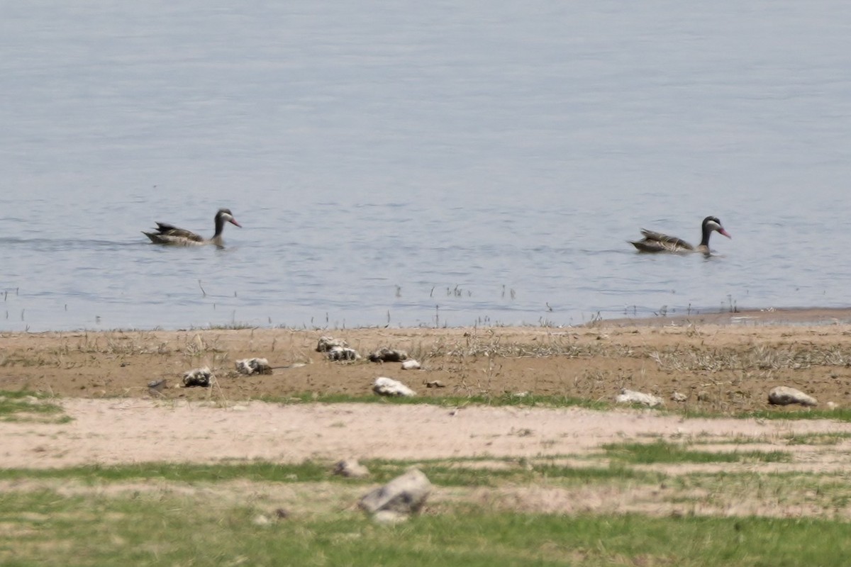Red-billed Duck - ML643422441
