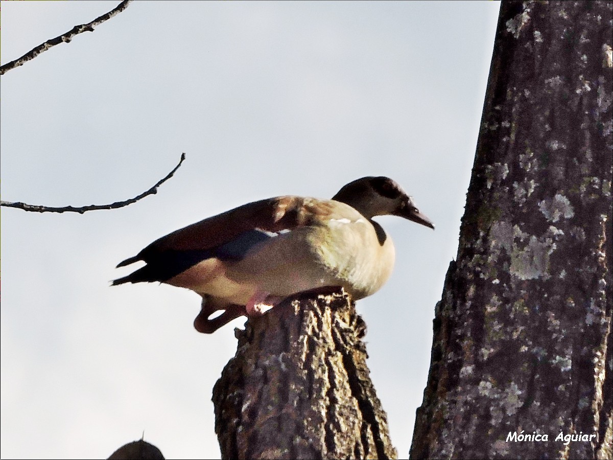 Egyptian Goose - ML643422443