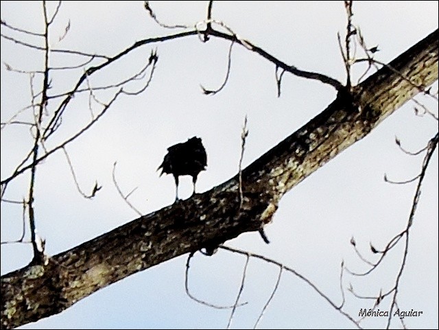 Pied Crow - ML643422472