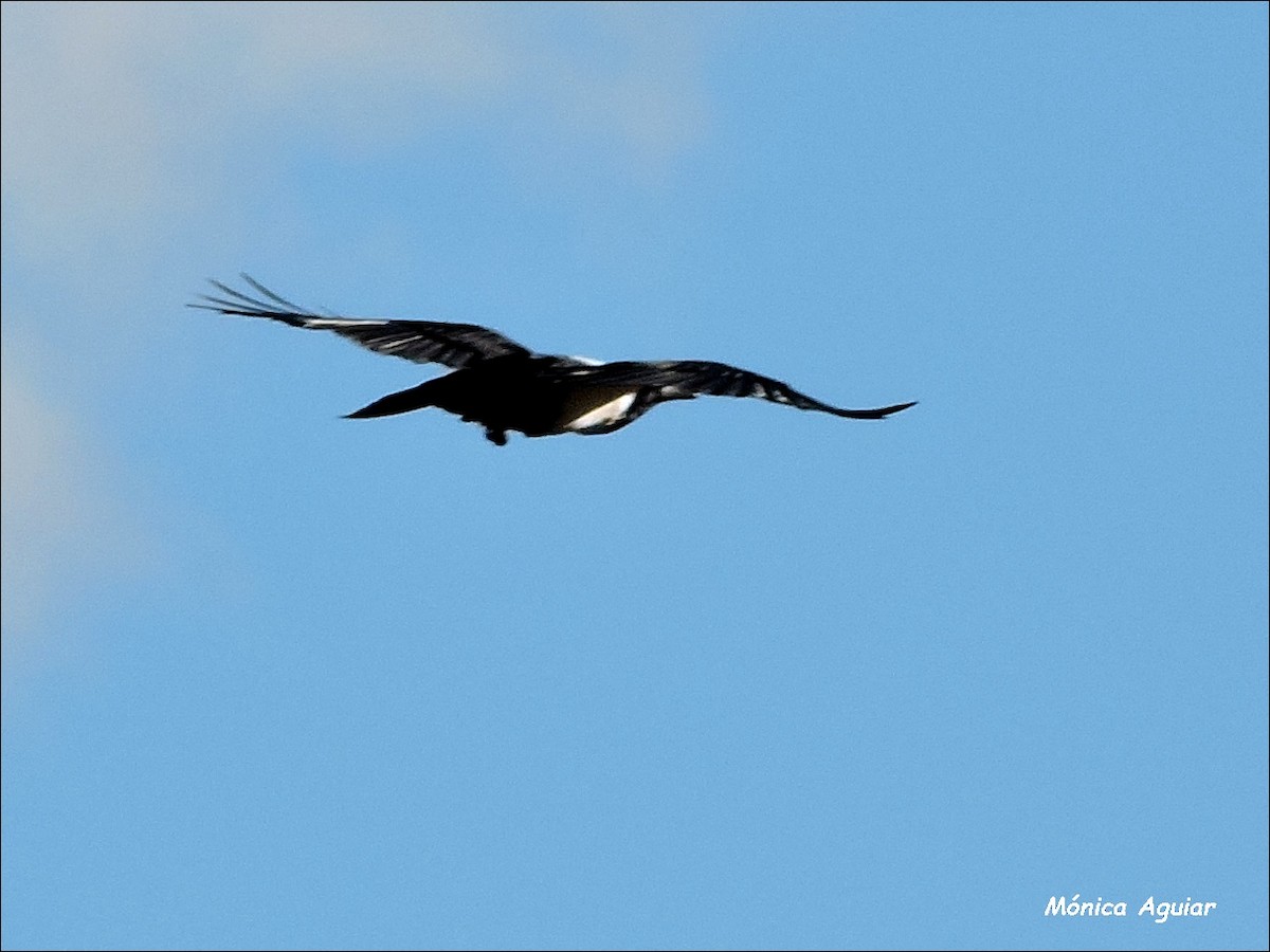 Pied Crow - ML643422473