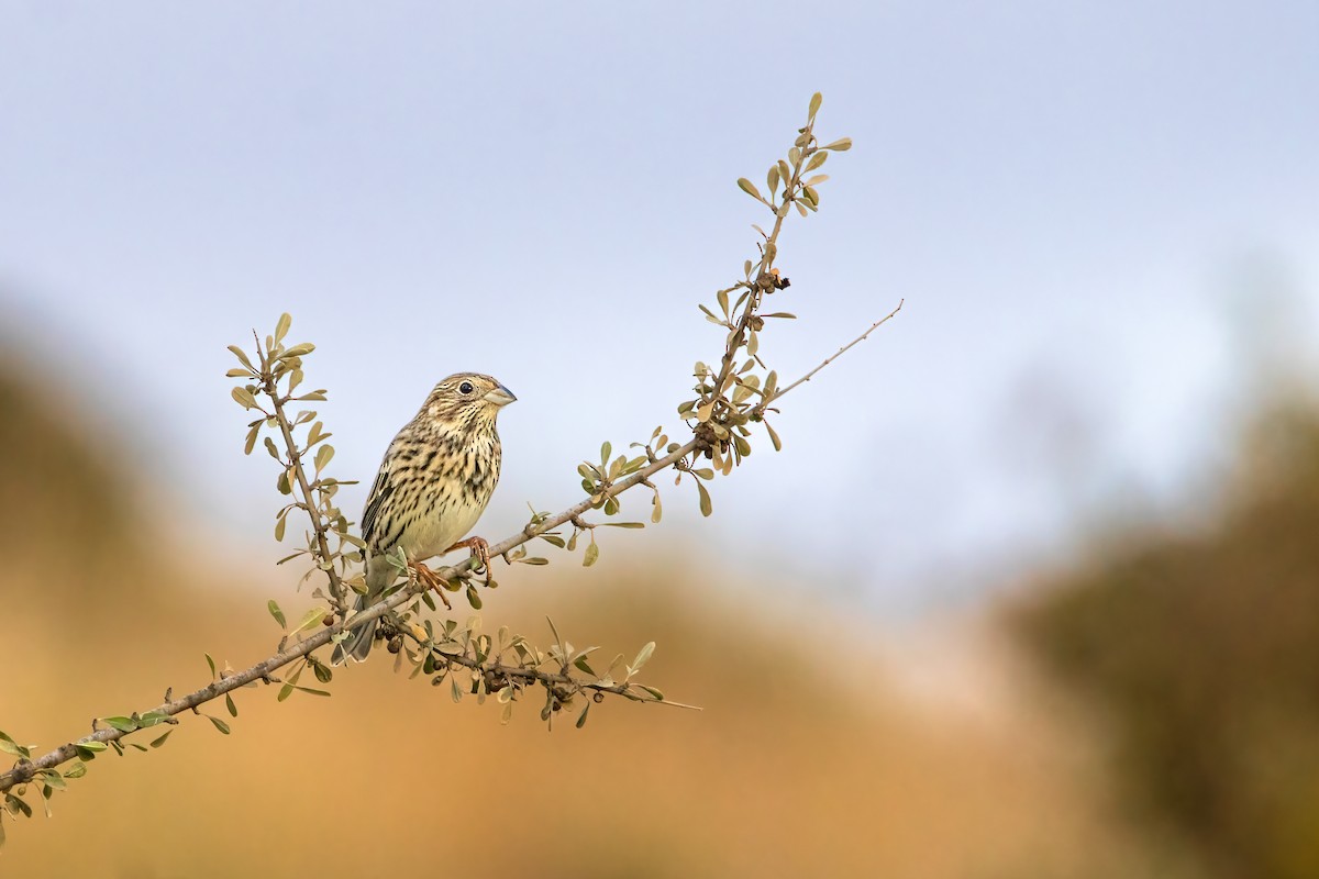 Corn Bunting - ML643422485