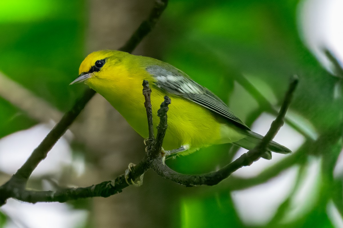 blåvingeparula - ML643422501
