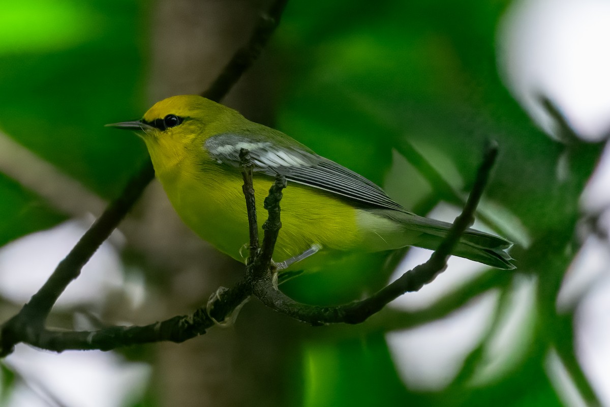 blåvingeparula - ML643422502