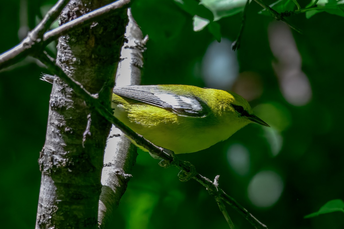 blåvingeparula - ML643422503