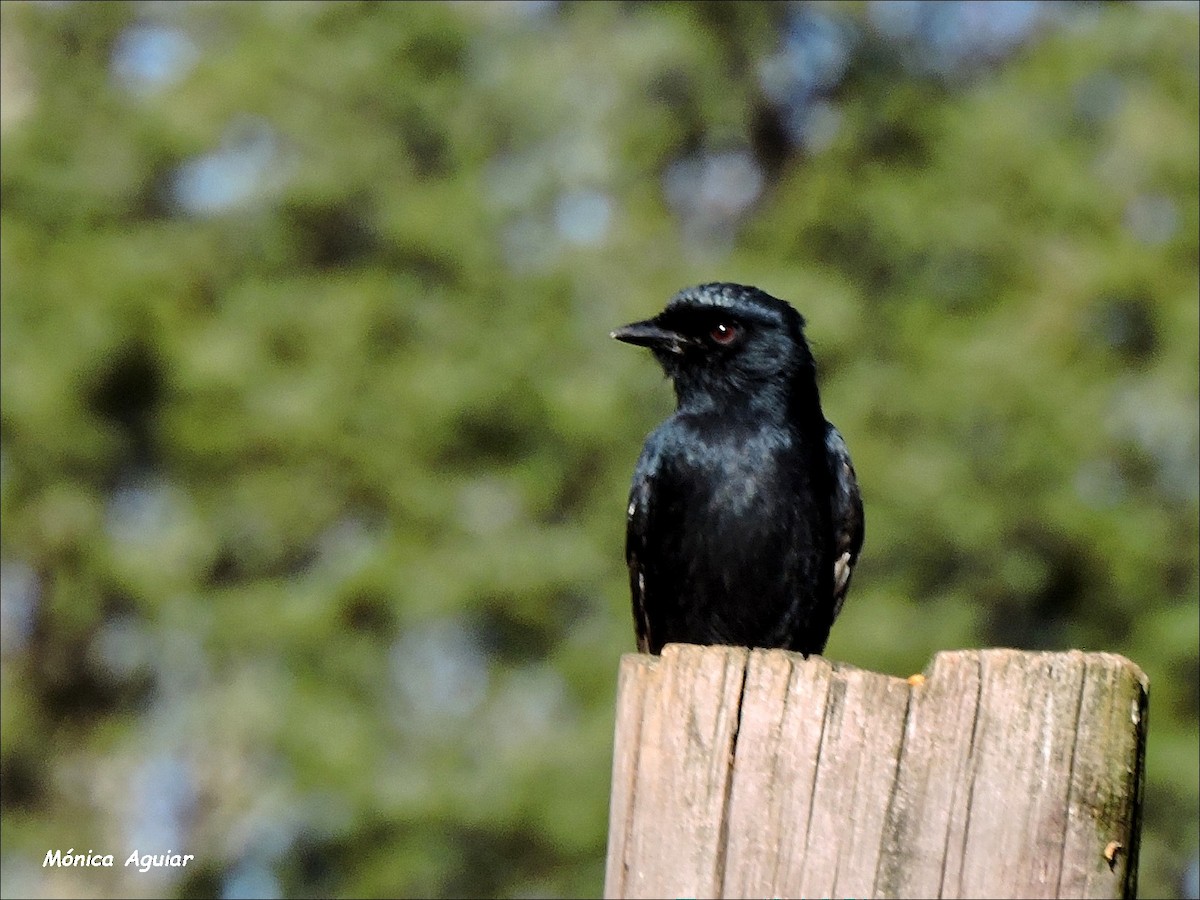 Fork-tailed Drongo - ML643422519