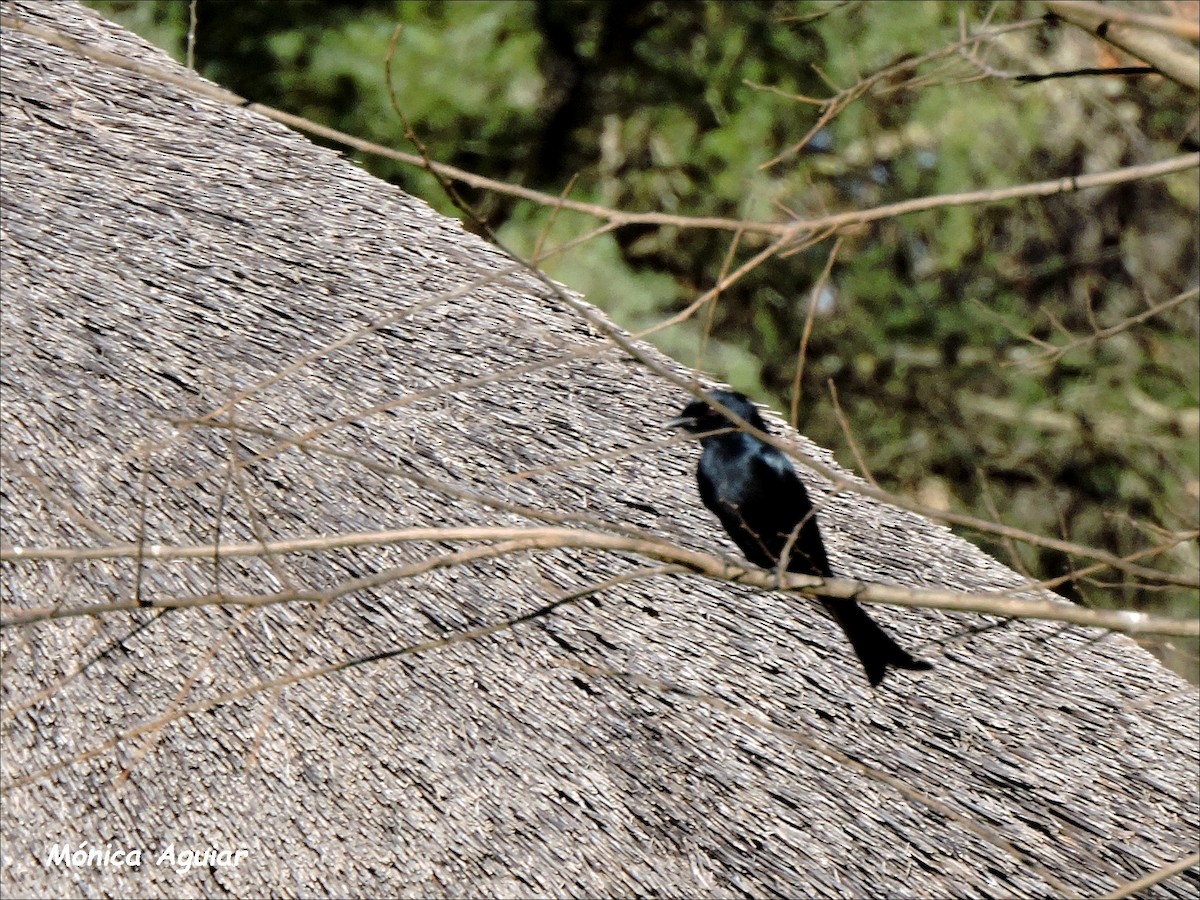 Fork-tailed Drongo - ML643422520
